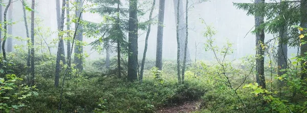 Polku Läpi Majesteettisen Ikivihreän Mäntymetsän Sumussa Pehmeää Auringonvaloa Auringonsäteitä Panoraamanäköala — kuvapankkivalokuva