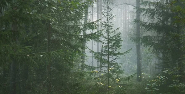 Átjáró Fenséges Örökzöld Fenyőerdőn Egy Ködben Puha Napfény Napsugarak Panorámás — Stock Fotó