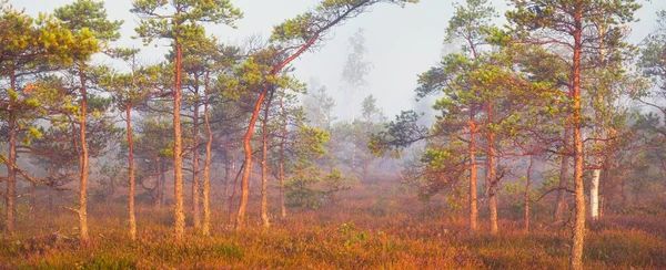 Evergreen Forest Bog Thick Mysterious Fog Sunrise Latvia Soft Sunlight — Stock Photo, Image