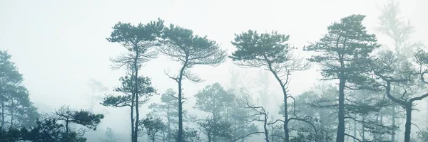 Foresta Sempreverde Palude Una Fitta Nebbia Misteriosa All Alba Lettonia — Foto Stock