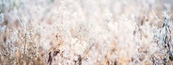 First Snow Forest Finland Dark Tree Bush Silhouettes White Mist — Stock Photo, Image