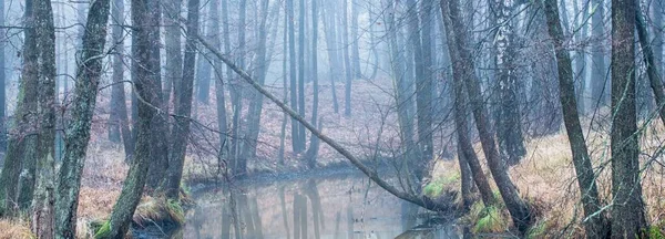 Forest River Thick White Fog Winter Early Spring Dark Atmospheric — Stock Fotó