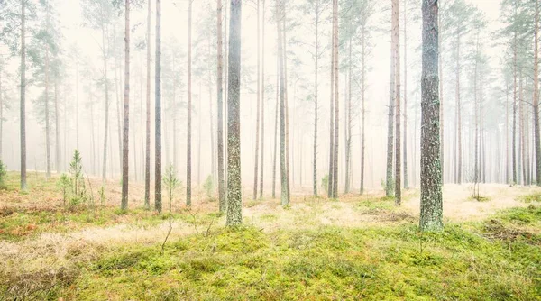 Beyaz bir sis içinde her zaman yeşil olan ormanın içinden geçen bir yol. Güçlü çam ağaçları, yosun, eğrelti otu, bitkiler. Resimli panoramik manzara. Sonbahar, kışın başlangıcı. Saf doğa, çevresel koruma, ekoloji