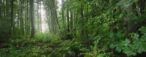 Panoramic View Mysterious Swampy Forest Mighty Trees Plants Moss Fern — Stockfoto