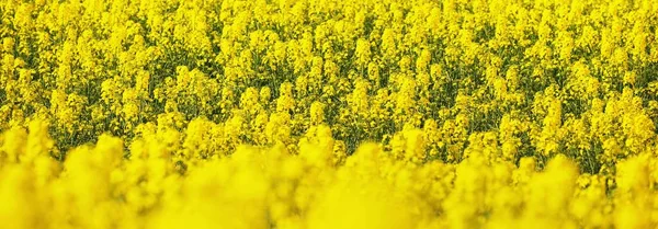 Blooming Yellow Rapeseed Field Floral Pattern Texture Background Agriculture Biotechnology — Stock Photo, Image