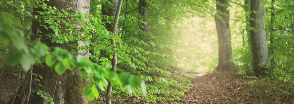Panoramautsikt Över Den Gröna Sommarbokskogen Solljus Genom Mäktiga Träden Miljövård — Stockfoto