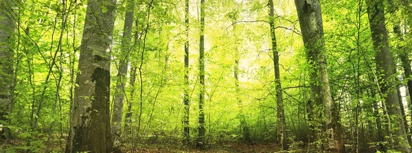 整个夏天的绿色山毛榉林全景 阳光穿过茂密的树林 环境保护 纯天然 生态旅游 Idyllic Landscape — 图库照片