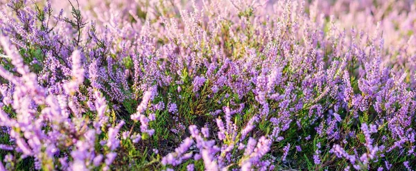 开着紫色和粉红色的石榴花 蜘蛛网 全景图像 纯自然 植物学 — 图库照片