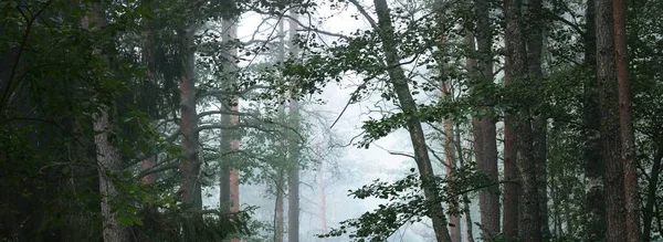 Camino Través Del Majestuoso Bosque Pinos Siempreverdes Una Niebla Luz —  Fotos de Stock