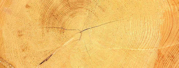 Frisch Gemachtes Brennholz Wald Aus Nächster Nähe Holzmuster Textur Hintergrund — Stockfoto