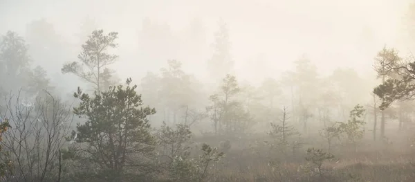 Евергрін Ліс Болото Густому Таємничому Тумані Світанку Латвія Яке Світло — стокове фото
