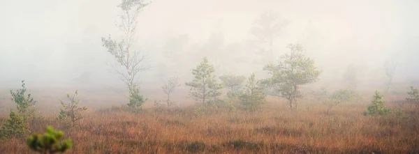 Evergreen Forest Bog Thick Mysterious Fog Sunrise Latvia Soft Sunlight — Stock Photo, Image