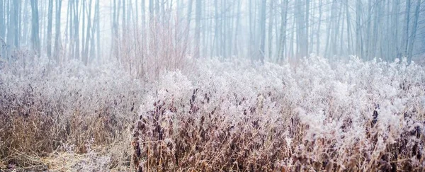 芬兰森林里的第一场雪黑暗的树和灌木在白雾中呈现轮廓 神秘的风景 气候变化 环境保护主题 — 图库照片