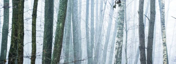 在浓密的白雾中 雄伟的森林呈现出风景如画的全景 秋天的大气景观 纯净的自然 — 图库照片