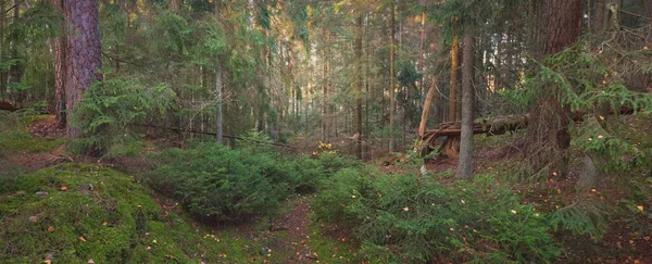 Vägen Genom Bergen Majestätisk Vintergrön Skog Mäktiga Tallar Och Granar — Stockfoto