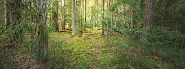 Caminho Pelas Colinas Majestosa Floresta Perene Pinheiros Poderosos Árvores Abeto — Fotografia de Stock