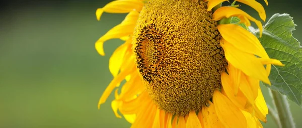 Blühende Gelbe Sonnenblumen Auf Dem Grünen Feld Idyllische Sommerlandschaft Wildblumen — Stockfoto
