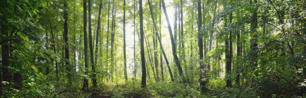 Panoramic View Mysterious Swampy Forest Mighty Trees Plants Moss Fern — Zdjęcie stockowe