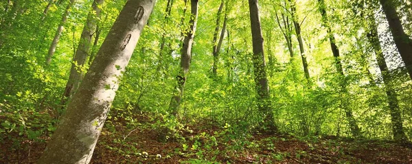 Vue Panoramique Sur Verdoyante Forêt Hêtres Été Lumière Soleil Travers — Photo