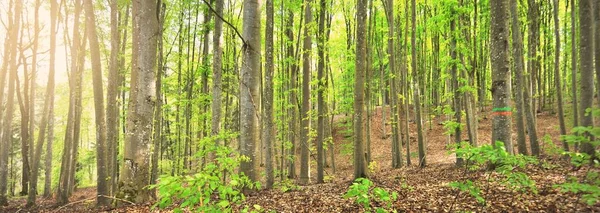 Panoramic View Green Summer Beech Forest Sunlight Mighty Trees Environmental — Stock Photo, Image