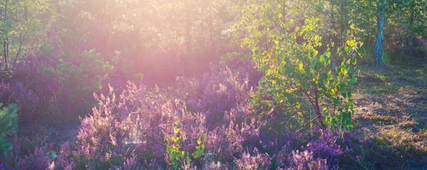 Blommande Lila Och Rosa Ljung Blommor Calluna Vulgaris Spindelnät Panoramabild — Stockfoto