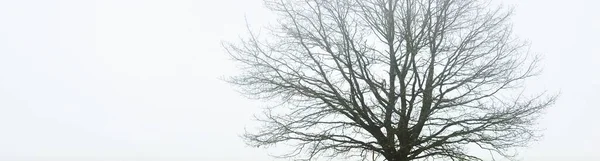 Eenzame Droge Eikenboom Zonder Bladeren Tegen Sombere Lucht Een Dikke — Stockfoto