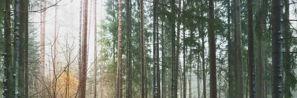 Vägen Genom Snötäckt Mystisk Vintergrön Skog Tall Gran Granar Stockar — Stockfoto