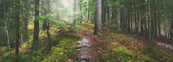 Vägen Genom Mystisk Vintergrön Skog Tall Gran Granar Stockar Nära — Stockfoto