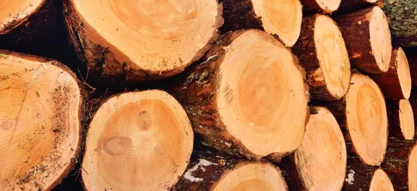 Leña Recién Hecha Bosque Cerca Patrón Madera Textura Fondo Recurso — Foto de Stock