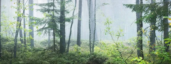 Percorso Attraverso Maestosa Pineta Sempreverde Una Nebbia Luce Solare Soffusa — Foto Stock
