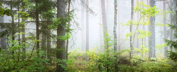 在浓雾中穿过雄伟的常绿松树林 柔和的阳光 全景视图 — 图库照片