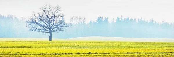 Vista Panorámica Del Campo Agrícola Arado Verde Contra Cielo Azul —  Fotos de Stock