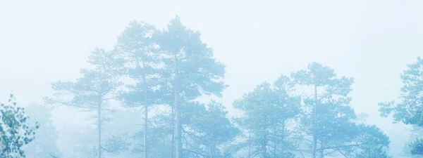 Floresta Perene Pântano Denso Nevoeiro Misterioso Nascer Sol Letónia Luz — Fotografia de Stock