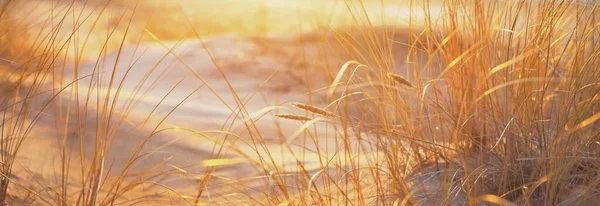 Побережье Балтийского Моря Закате Золотой Вечерний Солнечный Свет Песок Дюны — стоковое фото
