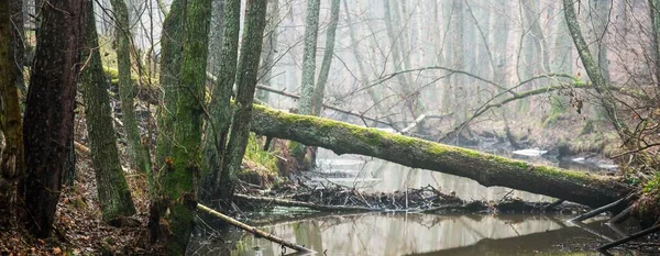 Forest River Thick White Fog Winter Early Spring Dark Atmospheric — Stok fotoğraf