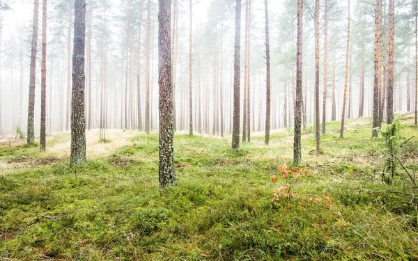 Cesta Skrz Věčně Zelený Les Bílé Mlze Mohutné Borovice Mech — Stock fotografie