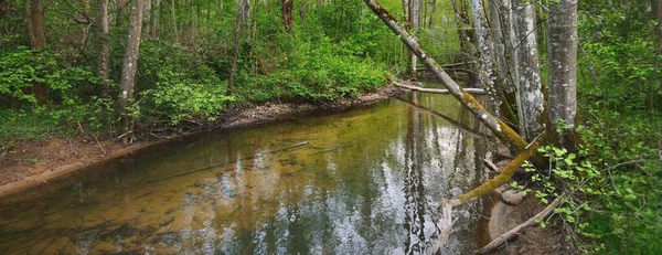 Річка Величному Лісі Бобер Дамба Літній Пейзаж Природа Довкілля Екосистема — стокове фото