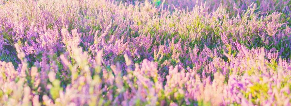 Blooming Purple Pink Heather Flowers Calluna Vulgaris Spider Web Panoramic — Stock Photo, Image