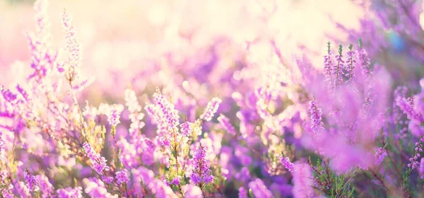 Blooming purple and pink heather flowers Calluna vulgaris, spider web. Panoramic image. Pure nature, botany, gardening, environment, ecology