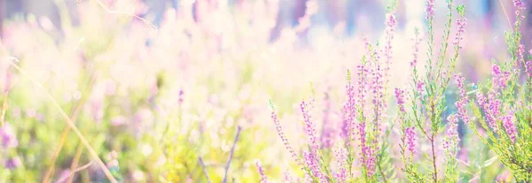 Forest Floor Blooming Pink Purple Heather Flowers Spider Web Close — Foto Stock