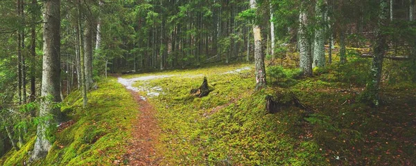 Camino Través Del Misterioso Bosque Siempreverde Pino Abeto Abetos Troncos — Foto de Stock
