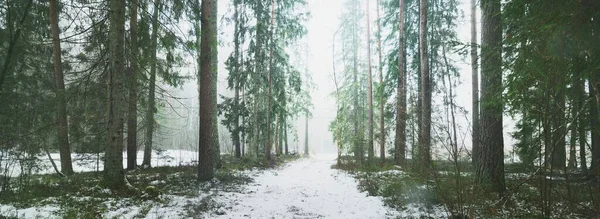 Замерзшая Сельская Дорога Через Таинственный Хвойный Лес Естественный Туннель Вечнозеленая — стоковое фото