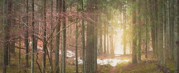 Pfad Durch Geheimnisvollen Immergrünen Wald Kiefern Fichten Tannen Stämme Aus — Stockfoto