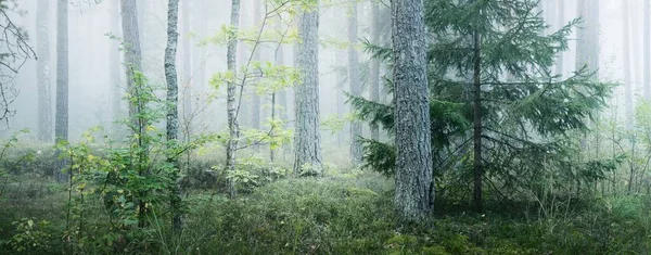 Путь Через Величественный Вечнозеленый Сосновый Лес Тумане Мягкий Солнечный Свет — стоковое фото