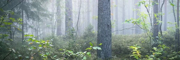 Cesta Majestátním Zeleným Borovým Lesem Mlze Měkké Sluneční Světlo Sluneční — Stock fotografie