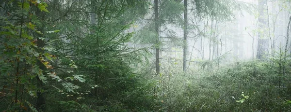 Camino Través Del Majestuoso Bosque Pinos Siempreverdes Una Niebla Luz — Foto de Stock