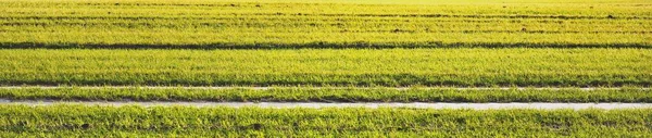 Panoramic View Green Plowed Agricultural Field Tractor Tracks Close Poland —  Fotos de Stock