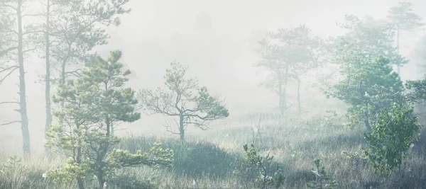 Evergreen Forest Mosse Tjock Mystisk Dimma Vid Soluppgången Lettland Mjukt — Stockfoto