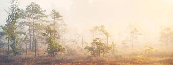 Floresta Perene Pântano Denso Nevoeiro Misterioso Nascer Sol Letónia Luz — Fotografia de Stock