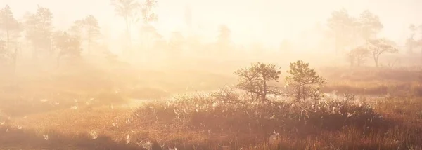 日の出の厚い神秘的な霧の中で常緑の森 ラトビア 太陽の光だ 牧歌的な秋の風景 妖精のような夢のようなシーン 純粋な自然 エコツーリズムのテーマ — ストック写真
